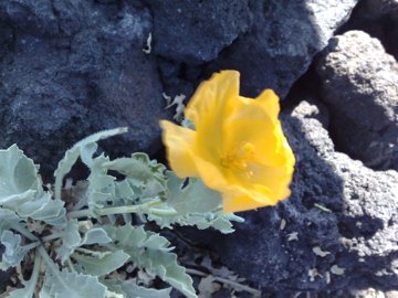 Fiore giallo dall''Etna - Glaucium flavum